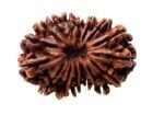 Rudraksha