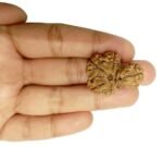 garbh gauri rudraksha