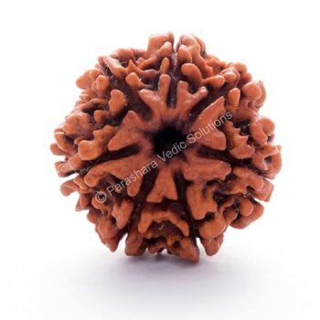 7 Mukhi Rudraksha (Nepal origin)