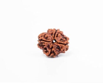 4 Mukhi Rudraksha Bead – Nepali Origin