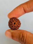 9  Rudraksha
