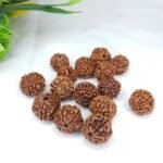 6 Rudraksha