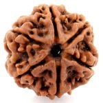 6 Mukhi Rudraksha Original