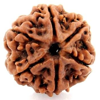 6 Mukhi Rudraksha Original