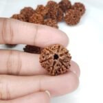 6 Rudraksha