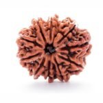 10 Rudraksha
