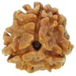 3 Mukhi Nepali Rudraksha