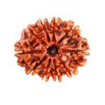 10 Rudraksha