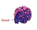 ganesh rudraksha