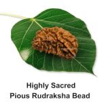 Rudraksha
