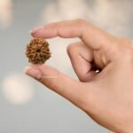 7 Rudraksha