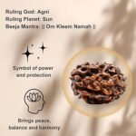 3 Rudraksha