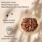 7 Rudraksha