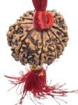 10 Rudraksha