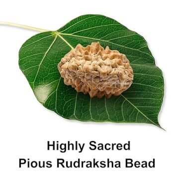 2 Mukhi Rudraksha