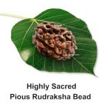 3 Rudraksha