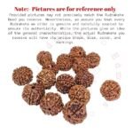 6 Rudraksha