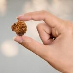 Rudraksha