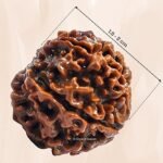 Rudraksha