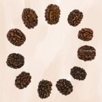 3 Rudraksha