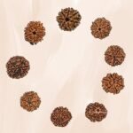 7 Rudraksha