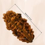 Rudraksha