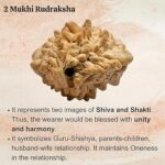 2 Rudraksha