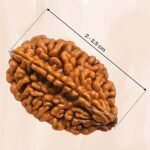 2 Rudraksha