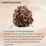 3 Rudraksha