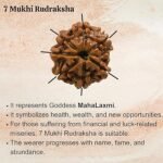 7 Rudraksha
