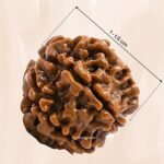 7 Rudraksha