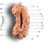 27 mukhi rudraksha