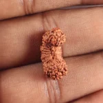 27 mukhi rudraksha