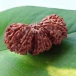 trijuti rudraksha