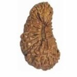 24-mukhi-rudraksha