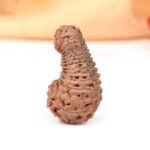 30 mukhi rudraksha