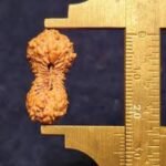 27 mukhi rudraksha