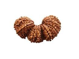 trijuti rudraksha
