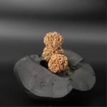trijuti rudraksha