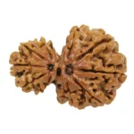 garbh gauri rudraksha