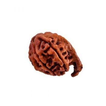Ganesh Rudraksha