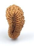 30 mukhi rudraksha