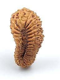 30 mukhi rudraksha